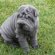 Shar Pei Blue