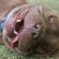 Shar Pei Breeders, Australia