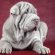 Shar Pei dog breed characteristics