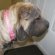 Shar PEI Dry skin