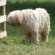 Shar Pei, Guard dog