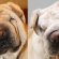 Shar PEI hair Loss