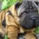 Shar Pei life expectancy