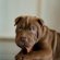 Shar Pei Pitbull mix pictures