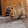 Shar Pei Pug mix for sale