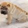 Shar Pei Pug mix puppies for sale