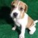 Shar Pei puppies for sale in Missouri