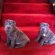 Shar PEI puppies for sale UK