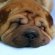 Shar Pei puppy care