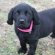 Shar PEI puppy names