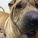 Shar Pei Rescue Virginia