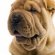 Shar Pei training tips