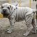 Shar Pei wrinkles