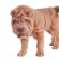 Small Shar Pei