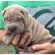 Toy Shar Pei Breeders