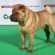 Traditional Shar Pei