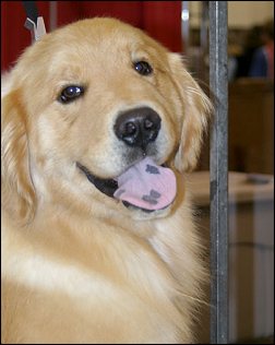Golden with Black Spots Golden with Black Spots