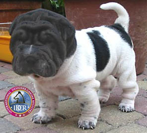 basset hound shar pei mix puppies