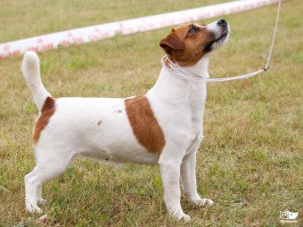 Jack russell terrier