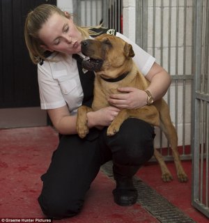 Kai The Shar-Pei Who Was Abandoned At A Train Station Is Now Wanted From Dog Lovers All Over The World, From Spain To The U.S. Police Is Still Looking For His Previous Owners.