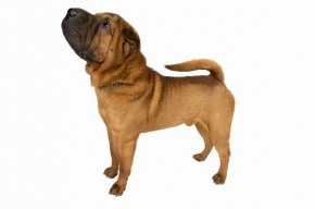 Keep your Shar-Pei's attention on you during training sessions.