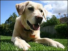 Labrador (BBC)