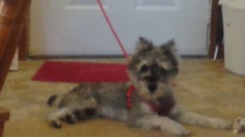 Miniature Schnauzer Puppy -11 months