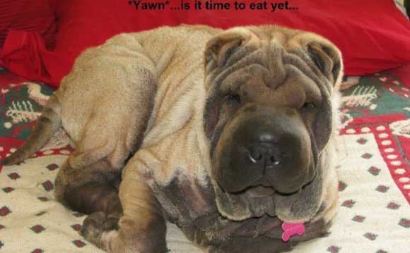 Shar Pei skin problems pictures