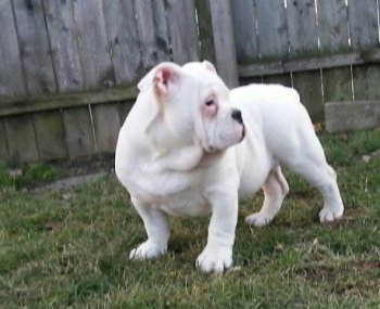 Nice Male Olde English Bulldog