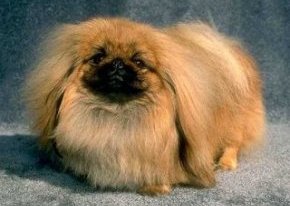 Pekingese-61