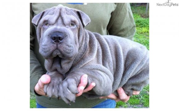 Blue Chinese Shar Pei puppies for sale