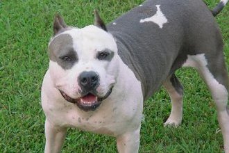 pit bull