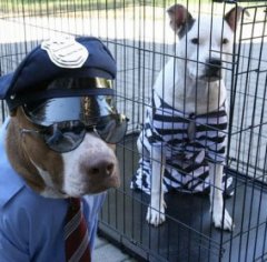 pit-bull-funny-cop-and-robber