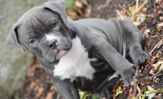 Pit Bull Puppy