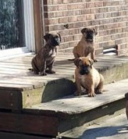 PRESA CANARIO PUPPIES