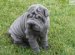 Shar Pei Blue