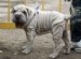 Shar Pei wrinkles