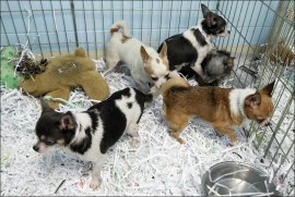 puppy mill chihuahuas Chihuahua dogs roam in a cage at the Toledo Area Humane Society in Maumee. The dogs were taken from a puppy mill in Shelby, Ohio.