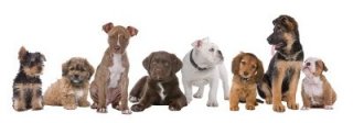 row of puppies of different breeds