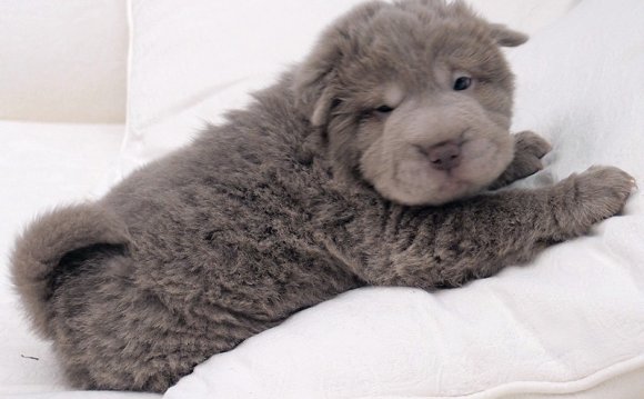 Blue Bear Coat Shar Pei