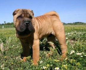 Shar Pei