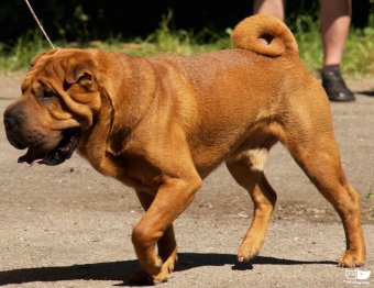 Shar Pei