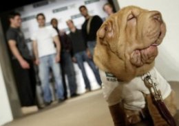 Shar Pei