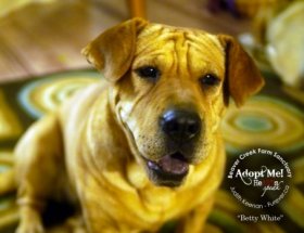 Shar Pei Basset dog hybrid