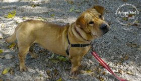 shar pei basset hound mix rescue ba har dog