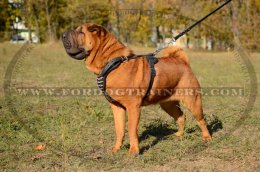 Handmade Shar Pei Leather Spiked Harness Shar Pei Leather Spiked Harness