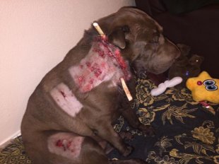 Shar Pei Louis was brutally attacked by Staffordshire type dog on morning walk in Lingham Park