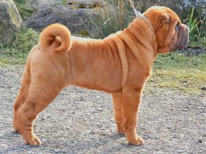 Shar Pei picture