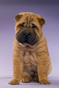 Shar Pei, Shar Pei Insurance UK