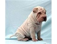 Shar Pei - White